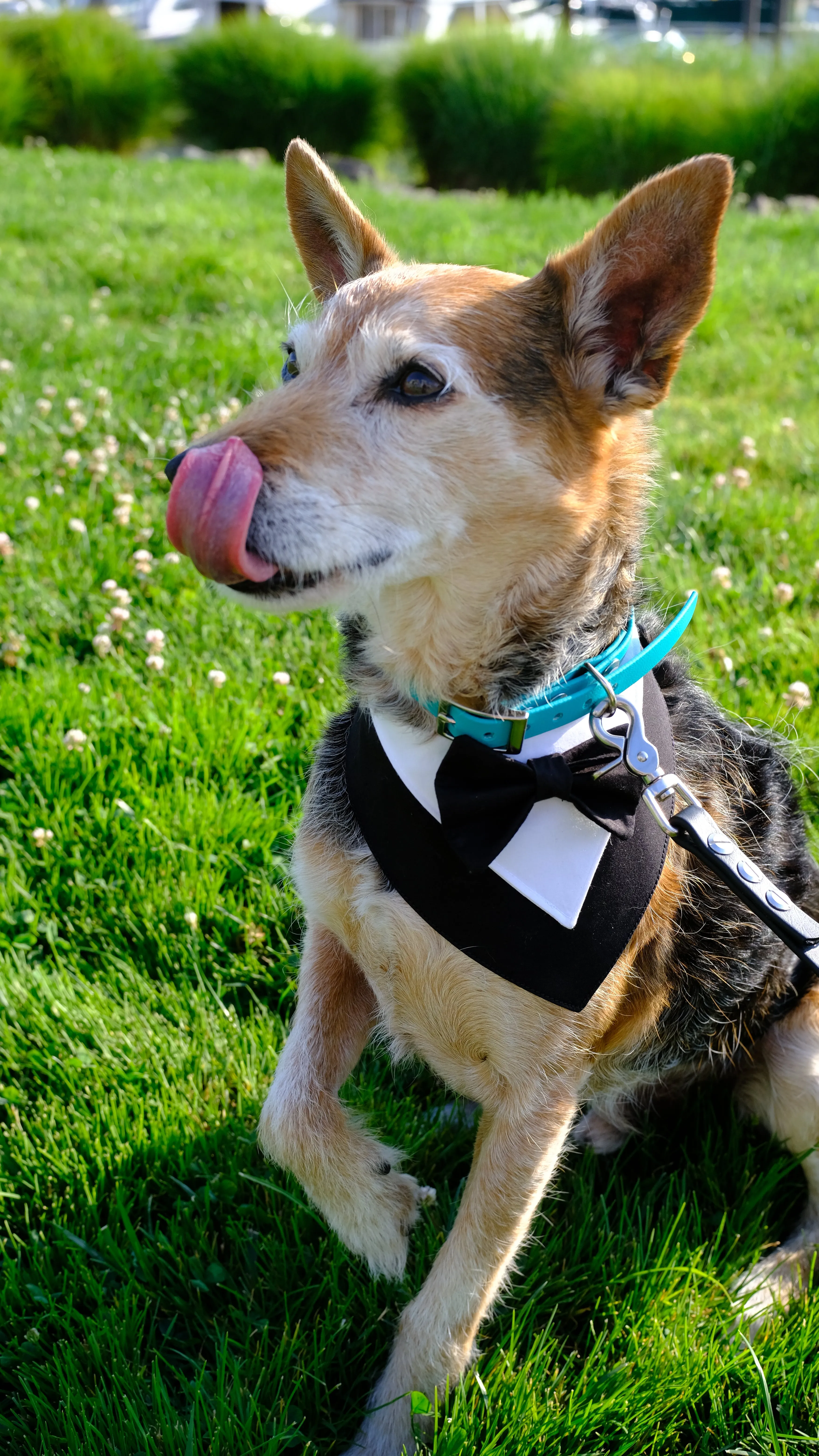 Tuxedo Snap On Bandana | Wedding Collection